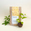 Jasmine Oolong