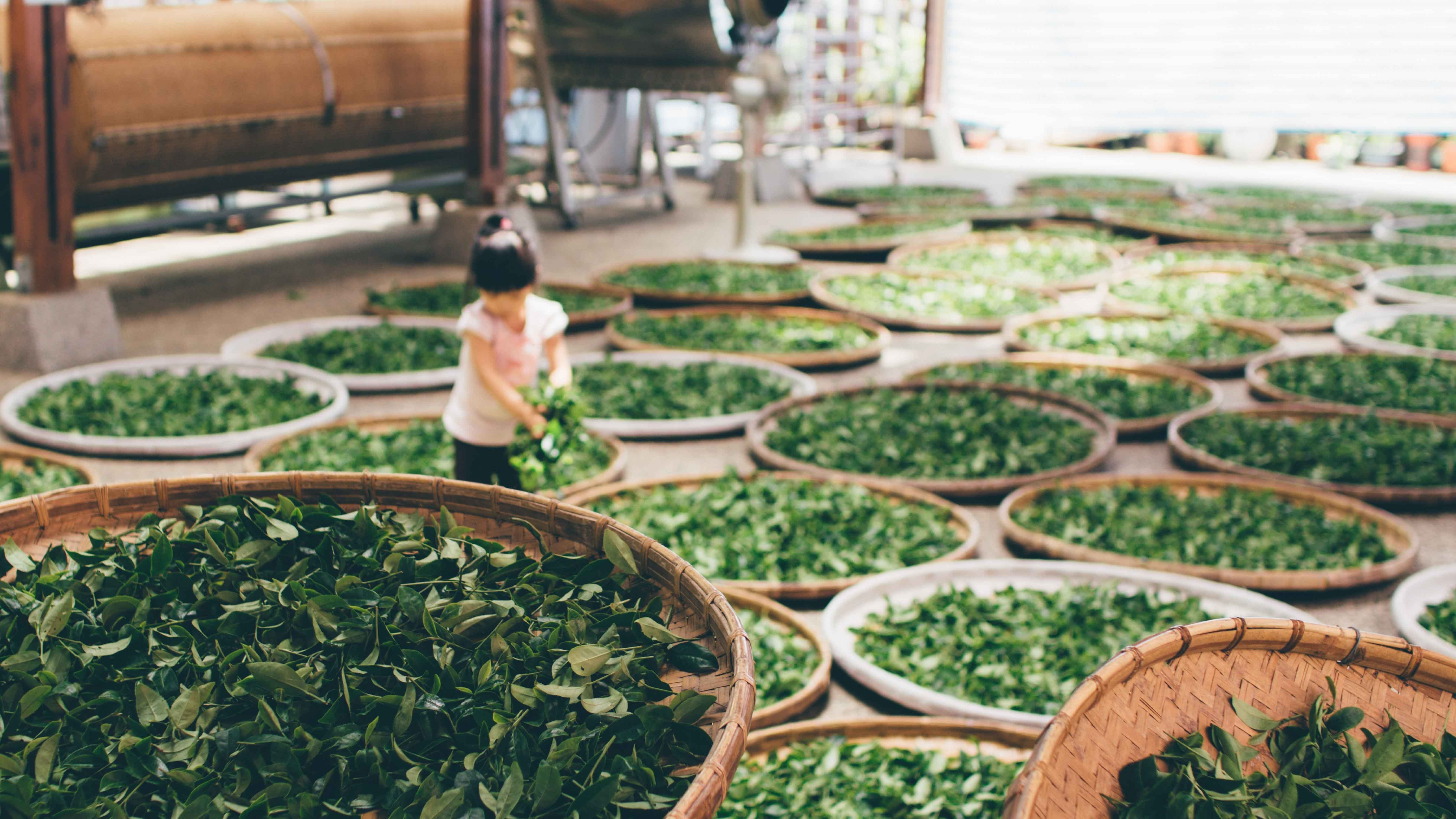 What is Oolong Tea?